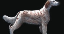 Ölbild Hund