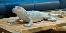 Lizard